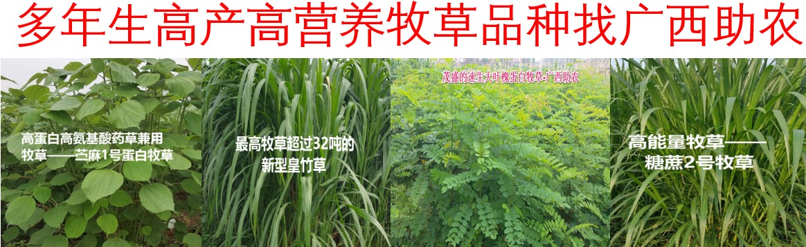 2025年多年生禾本科高产牧草品种推荐