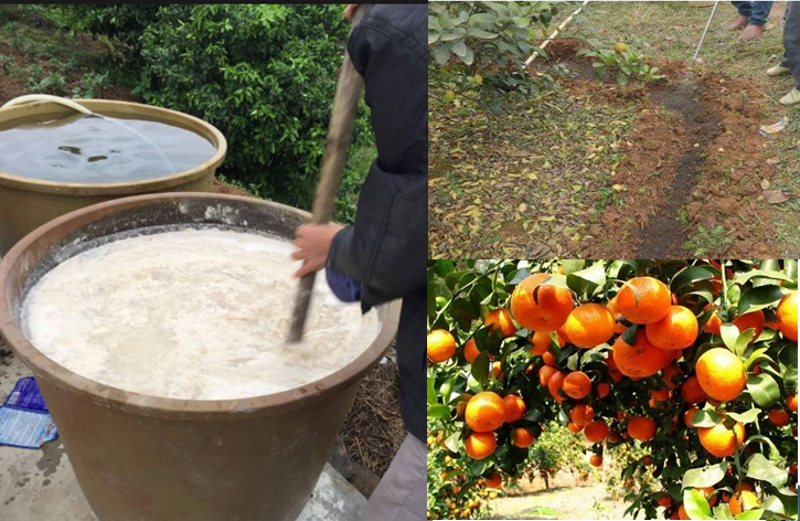 高级果蔬水肥快速发酵剂，水肥专业发酵剂，砂糖桔等高级水果专业快速肥料发酵剂