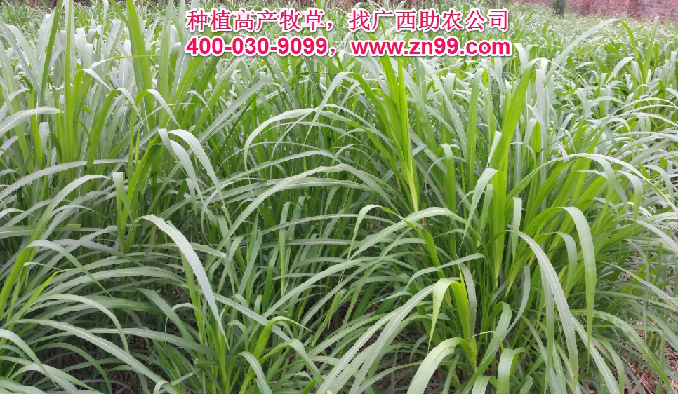 广西助农2025年优质高产牧草品种报价一览表，种植高产牧草，有效降低养殖成本，提高肉质提高效益！
