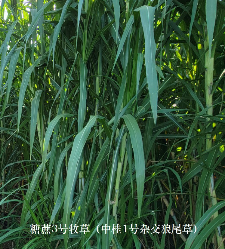 糖蔗3号牧草（中桂1号杂交狼尾草），禾本科多年生高产、高碳水化合物（高糖）新品种