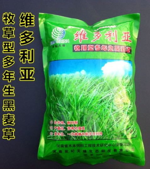 维多利亚多年生黑麦草---优质饲草、公园、庭园及小型绿地、高速护坡、河道护坡牧草
