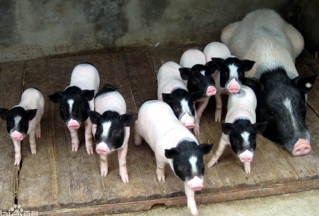 巴马香猪――猪类的名门贵族，中国国家地理标志产品