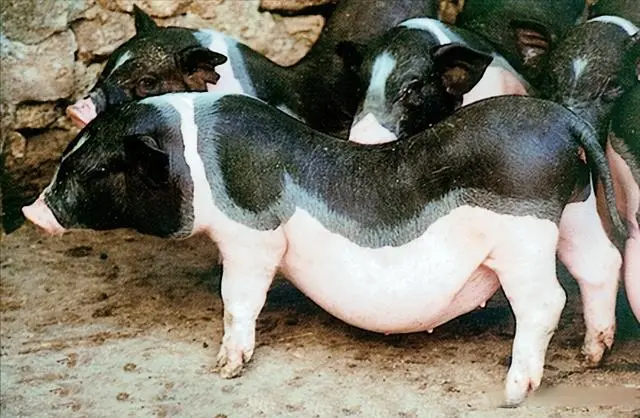 陆川猪，是广西优质地方猪品种，陆川猪为什么能久负盛名，位居世界名猪之列？