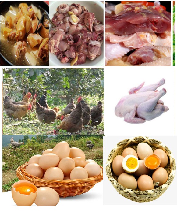 优质肉鸡――采用微生物技术（发酵饲料、益生菌保健、中草药无抗养殖等）放养养殖的各种土鸡、阉鸡、项鸡、老水鸡等，肉质自然浓香一吃不忘