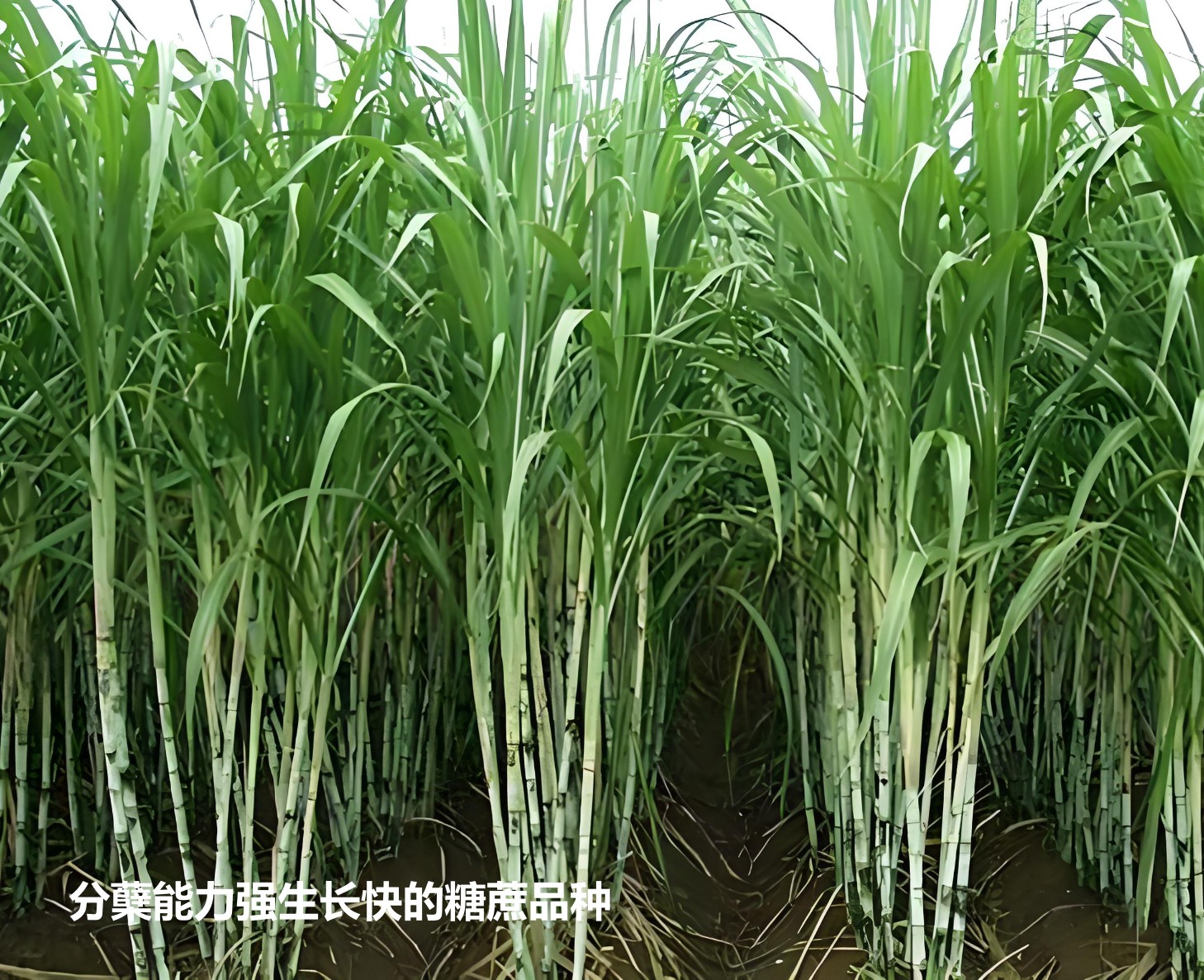 分蘖能力强于生长速度快的糖蔗品种3.jpg