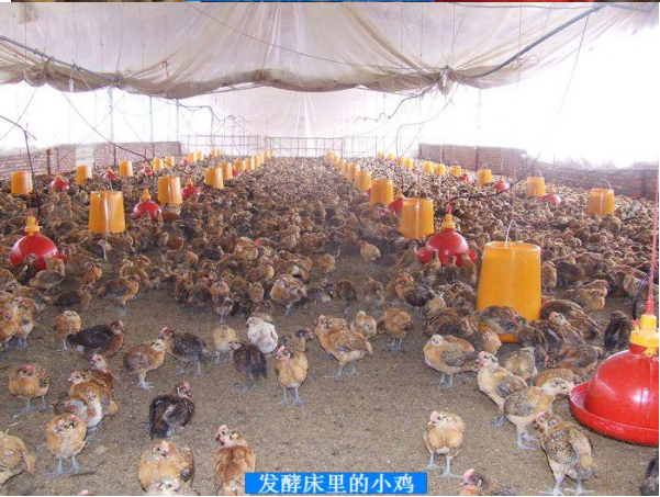 活力发酵床3.png