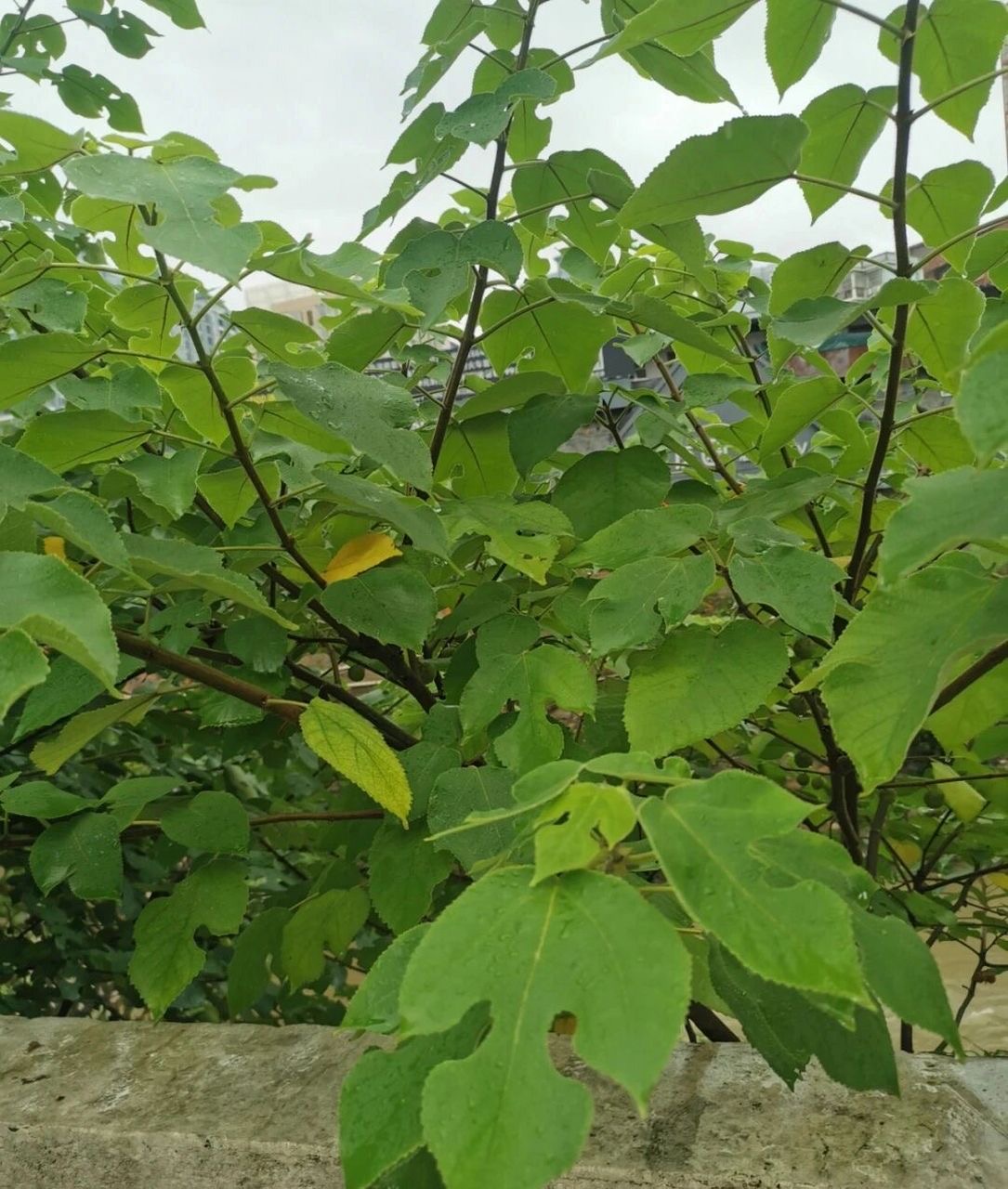 微信图片_20250709105324.jpg