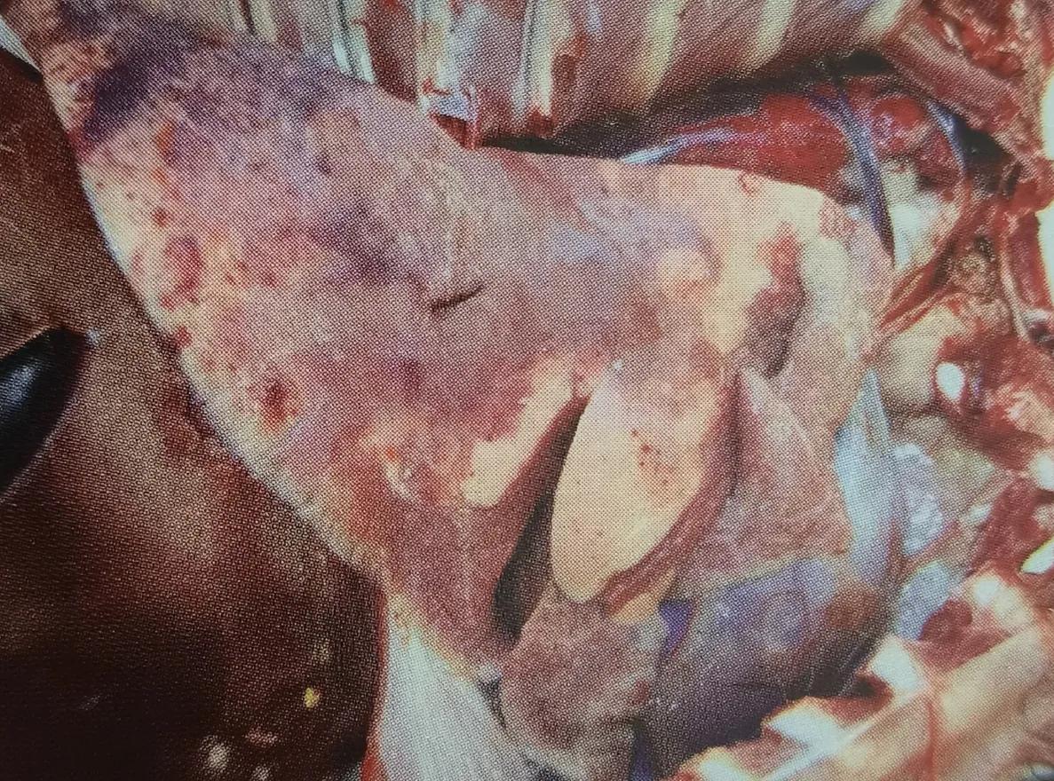 818ad4ce-7024-4ca9-85b9-e9db087bf680_1761872953773465407_origin~tplv-a9rns2rl98-image-qvalue.jpg 818ad4ce-7024-4ca9-85b9-e9db087bf680_1761872953773465407_origin~tplv-a9rns2rl98-image-qvalue.jpg