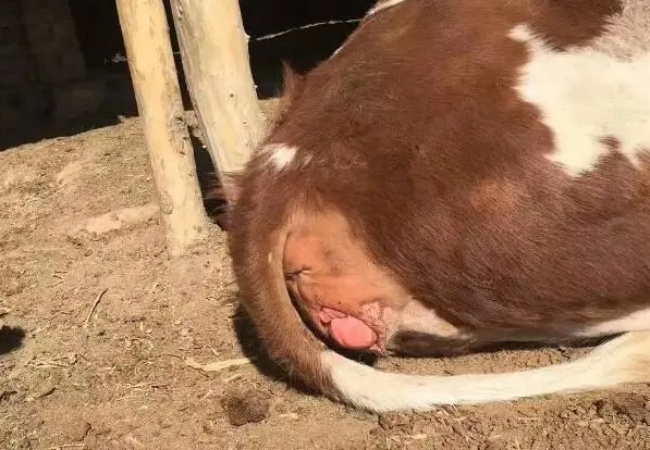 31826832.png 31826832.png