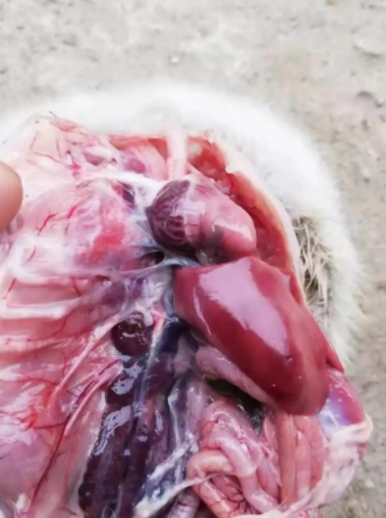 QQ图片20251125124447.png QQ图片20251125124447.png