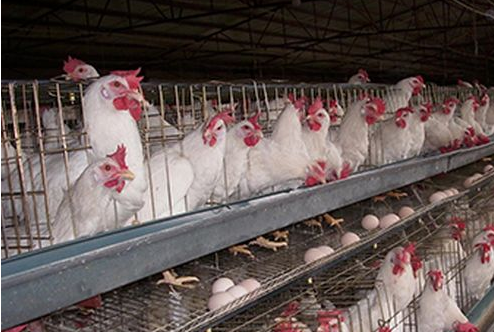 蛋鸡补钙注重这些提高收益-图片版权归惠农网所有