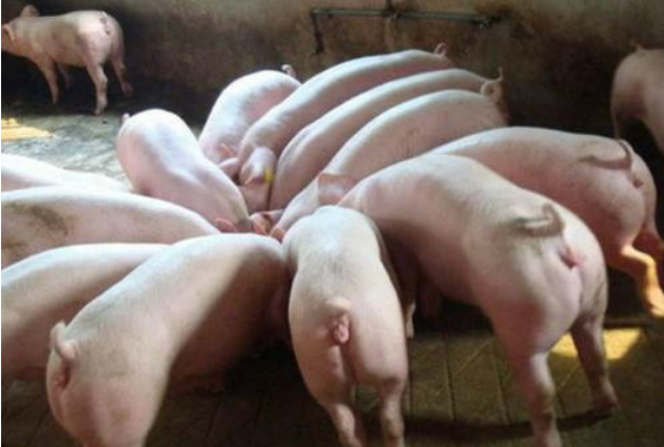 QQ图片20260112102359.png QQ图片20260112102359.png