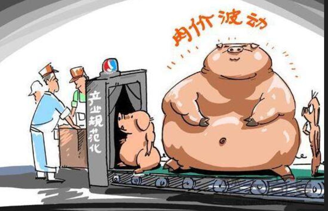 养猪亏损3.jpg 养猪亏损3.jpg