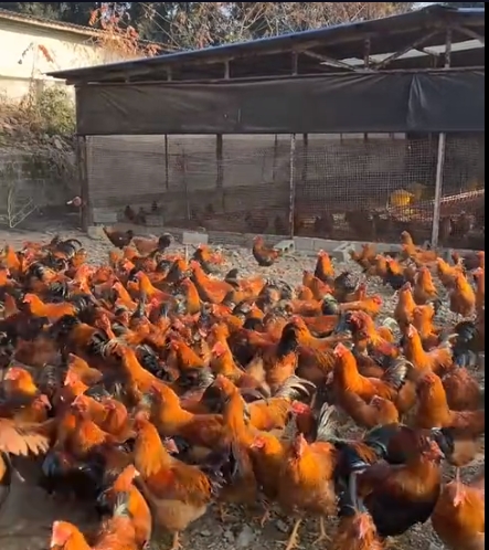 微信截图_20251023085416.png 微信截图_20251023085416.png