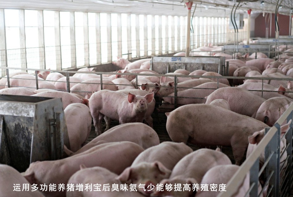 运用多功能养猪增利宝后臭味氨气少能够提高养殖密度2.jpg