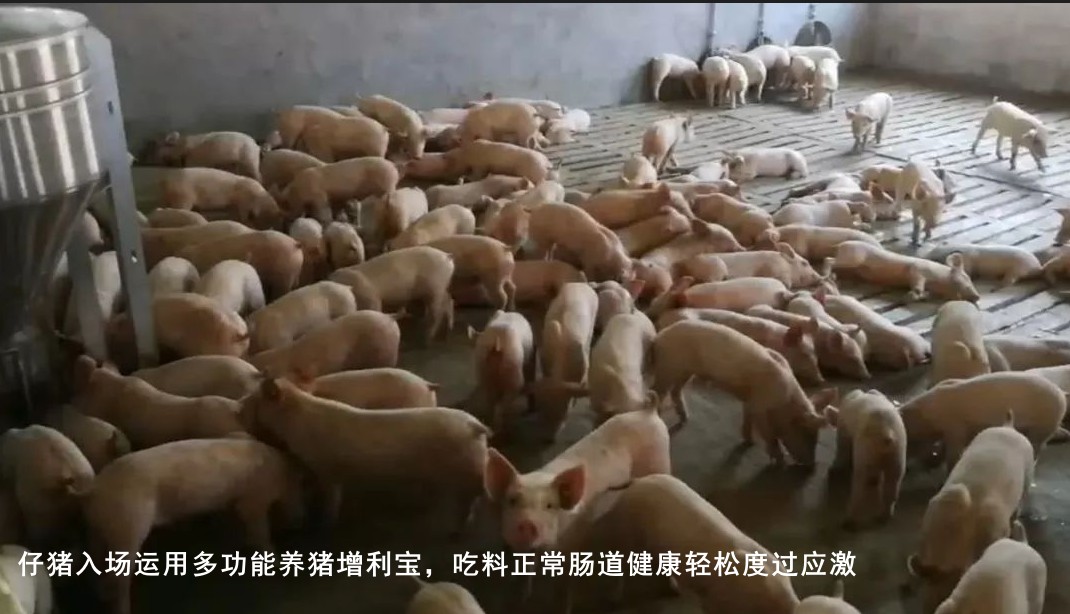 仔猪入场运用多功能养猪增利宝，吃料正常肠道健康轻松度过应激.jpg