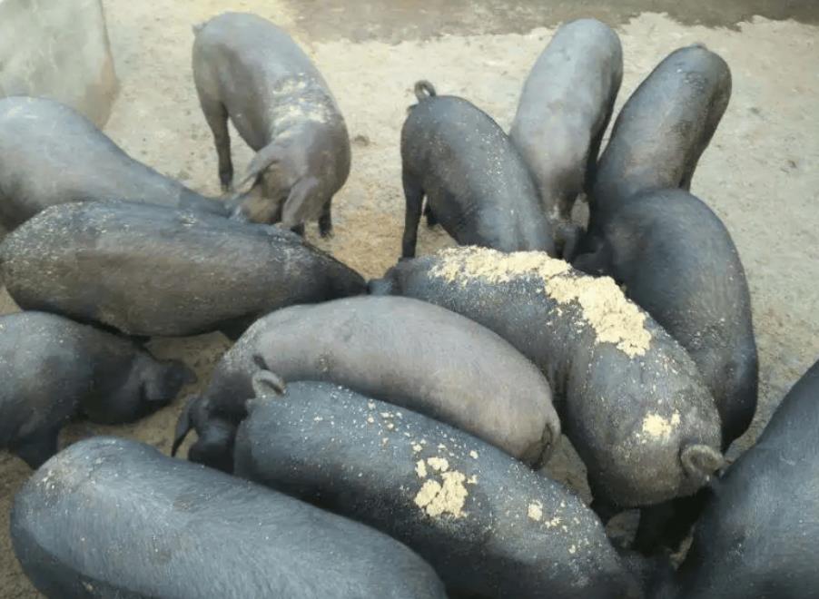 17241245166350172.jpg 17241245166350172.jpg