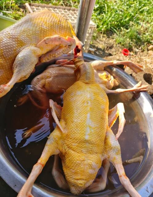 66450682e91ab146b226d31a8afef906_720.jpg 66450682e91ab146b226d31a8afef906_720.jpg