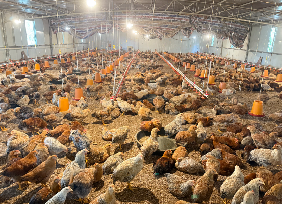 13f60bfedf29e24dc05219e9f5621e7f_17725220237234022.png 13f60bfedf29e24dc05219e9f5621e7f_17725220237234022.png