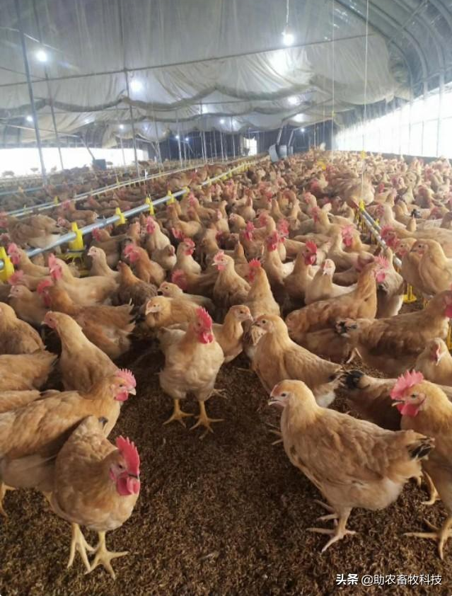 5618202023fe36d60ea14ec4683a46d5_1662514597178237.png 5618202023fe36d60ea14ec4683a46d5_1662514597178237.png