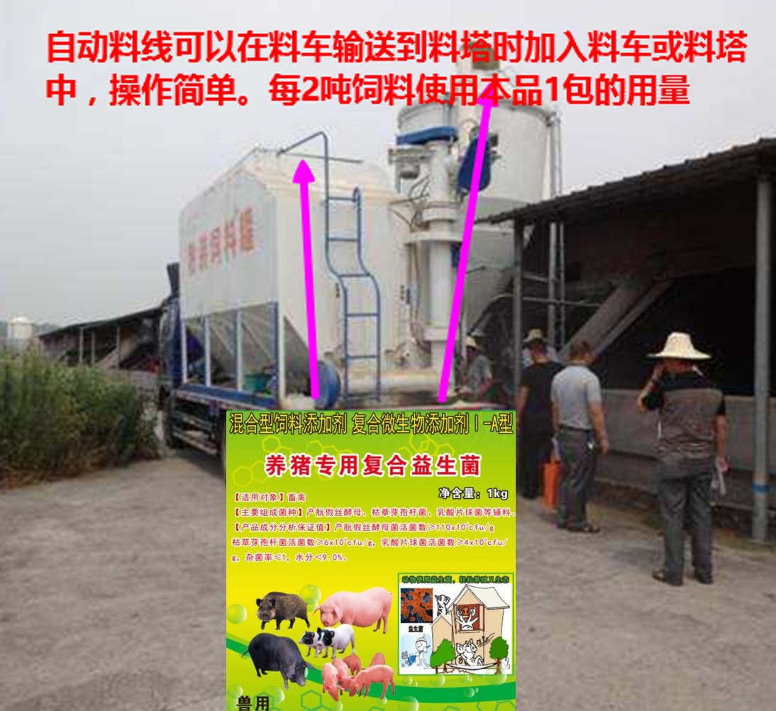 养猪专用复合益生菌加入自动料线.jpg