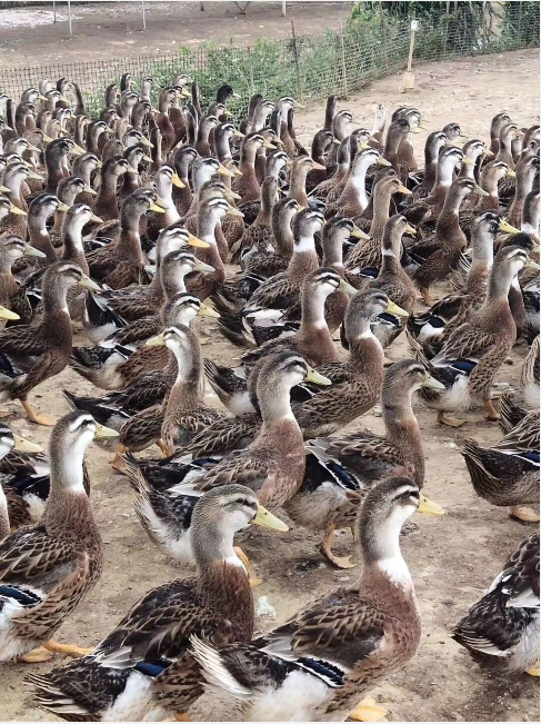 QQ图片20220923095914.png QQ图片20220923095914.png