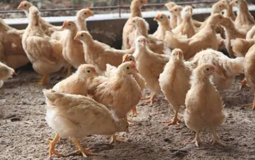 QQ图片20260331104744.png QQ图片20260331104744.png