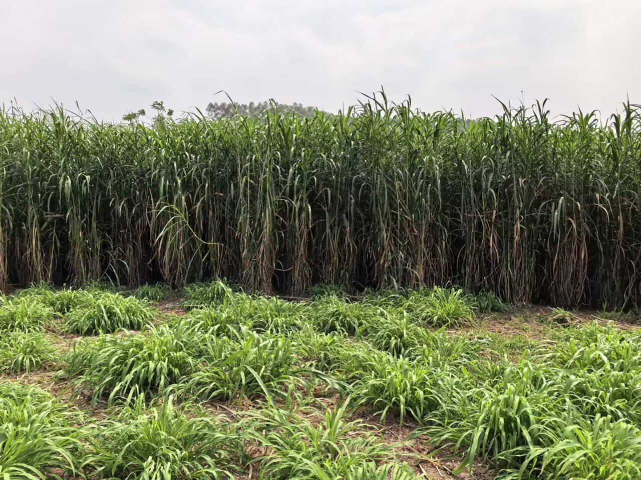 ca696cd825171123a96328ebdd78de4a_720.jpg ca696cd825171123a96328ebdd78de4a_720.jpg