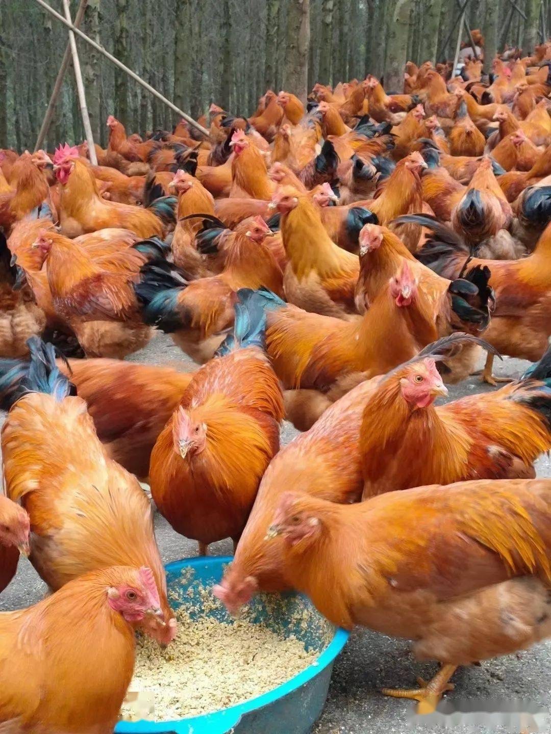 17337080242542585.jpg 17337080242542585.jpg