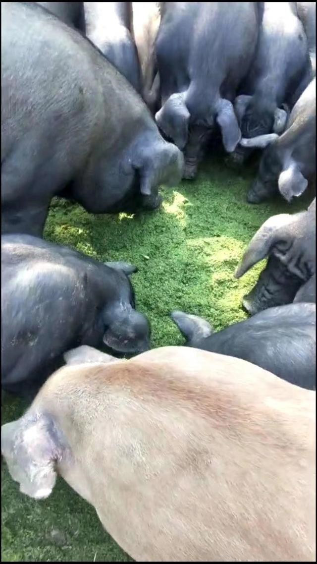 17289627852414594.jpg 17289627852414594.jpg