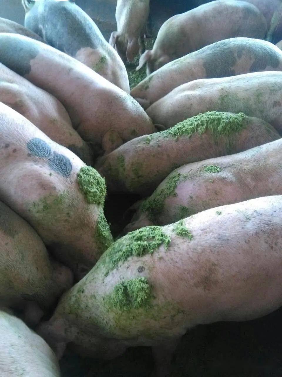 17289625899775297.jpg 17289625899775297.jpg