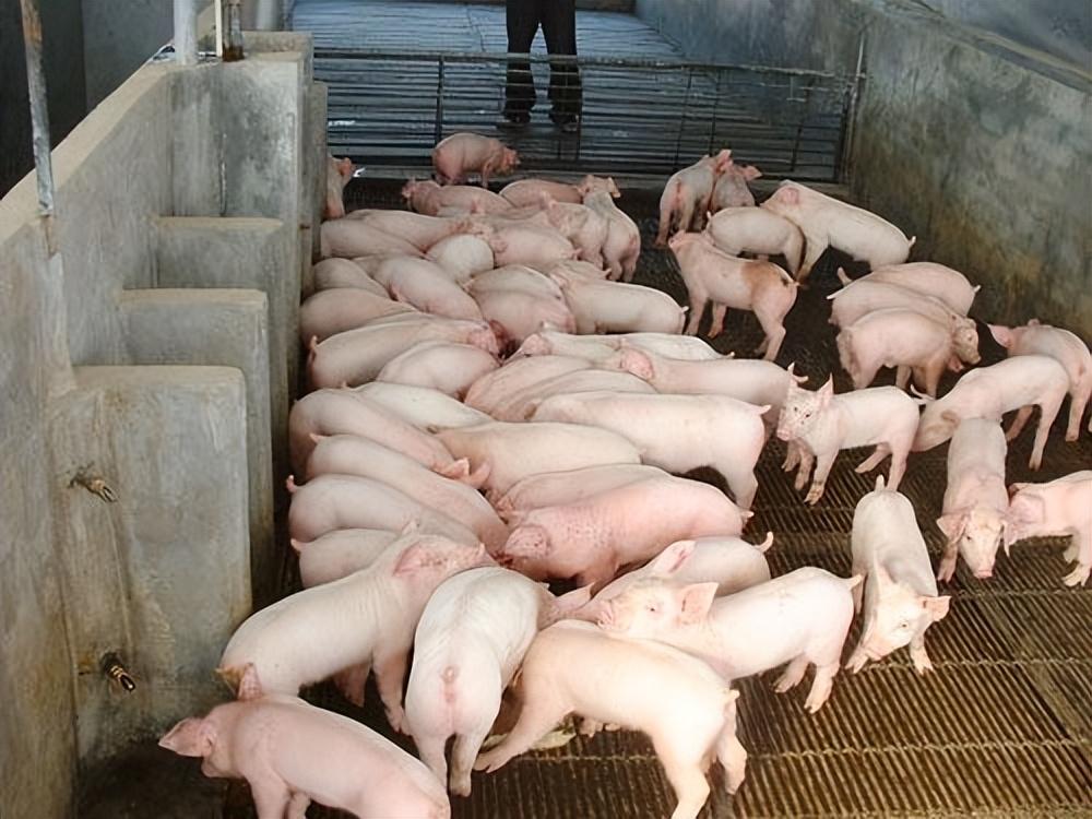 43562814448474F8E76181FE2E14BC2D.jpeg 43562814448474F8E76181FE2E14BC2D.jpeg