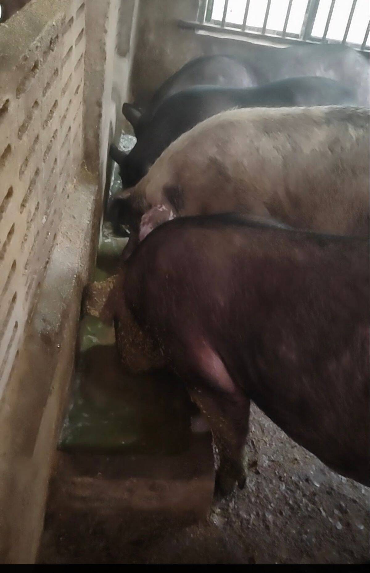 c18c641c61d3dd82fd0c7b3fa14c1916_720.jpg c18c641c61d3dd82fd0c7b3fa14c1916_720.jpg