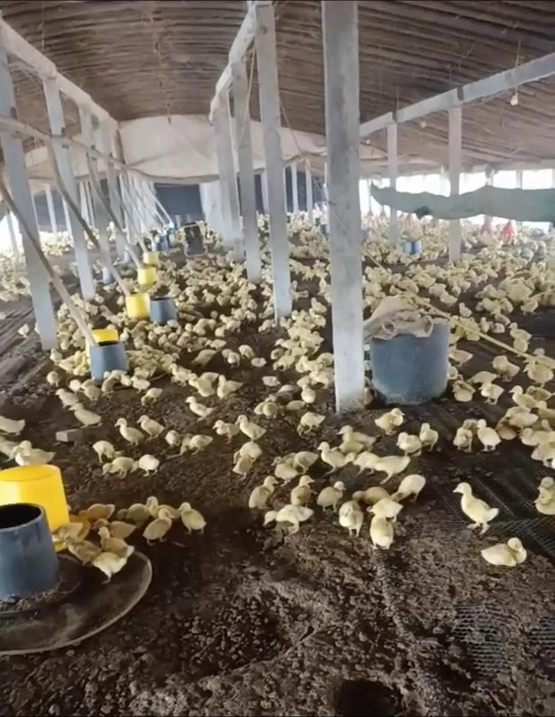 17407140833786787.jpg 17407140833786787.jpg