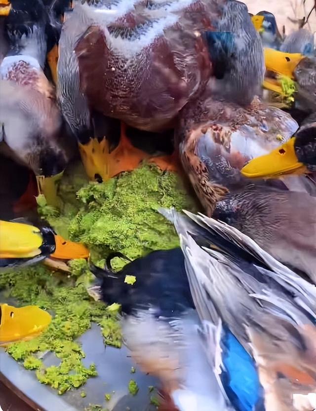 17676697301906476.jpg