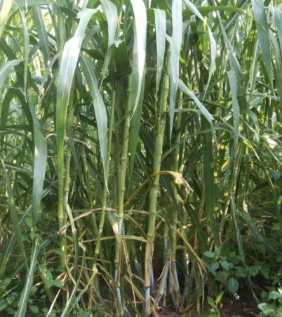 image.png image.png