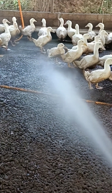 17769120071127271.jpg
