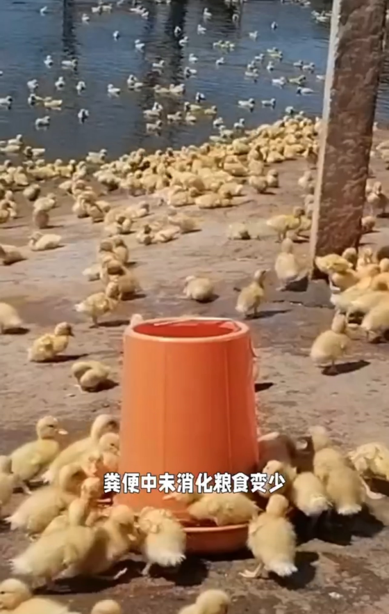 975203AB94FC775D63308123BC4D285B.png 975203AB94FC775D63308123BC4D285B.png