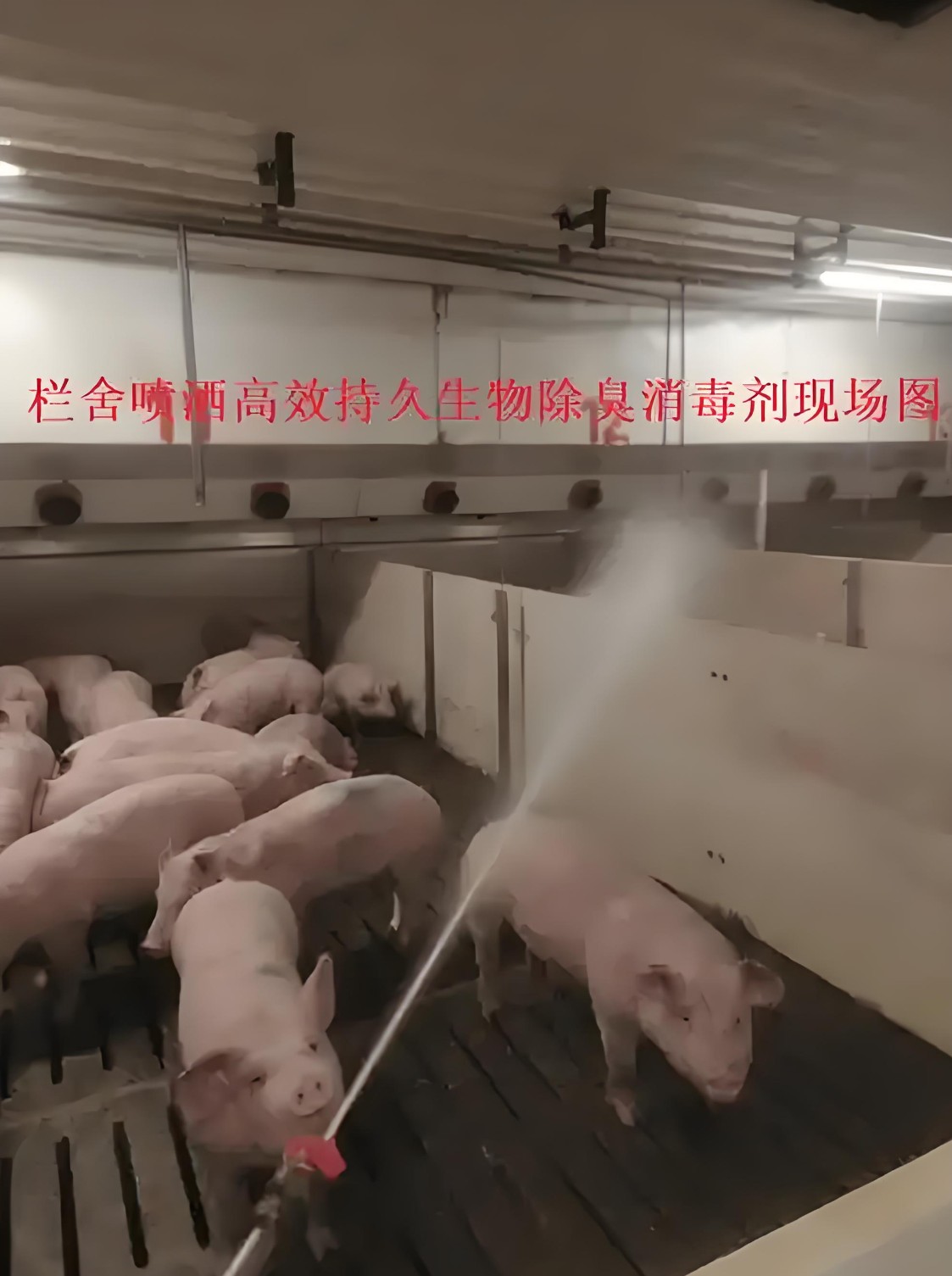 猪舍内喷洒高效持久生物除臭消毒剂.jpg