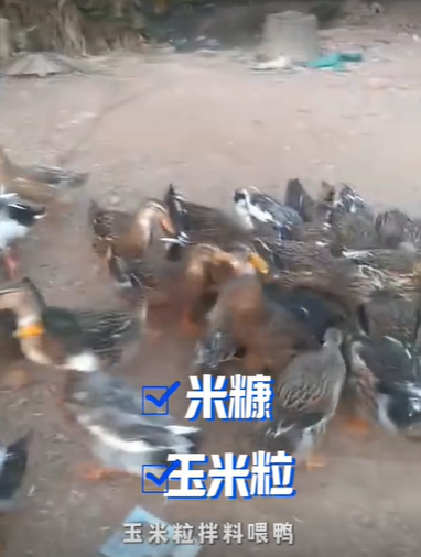QQ浏览器截图20260821223422.png QQ浏览器截图20260821223422.png