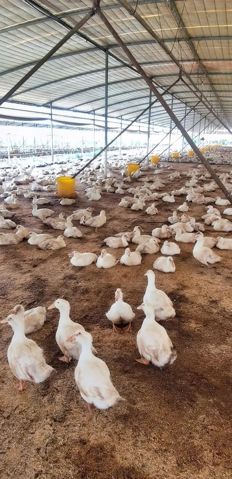 17871078925830518.jpg 17871078925830518.jpg