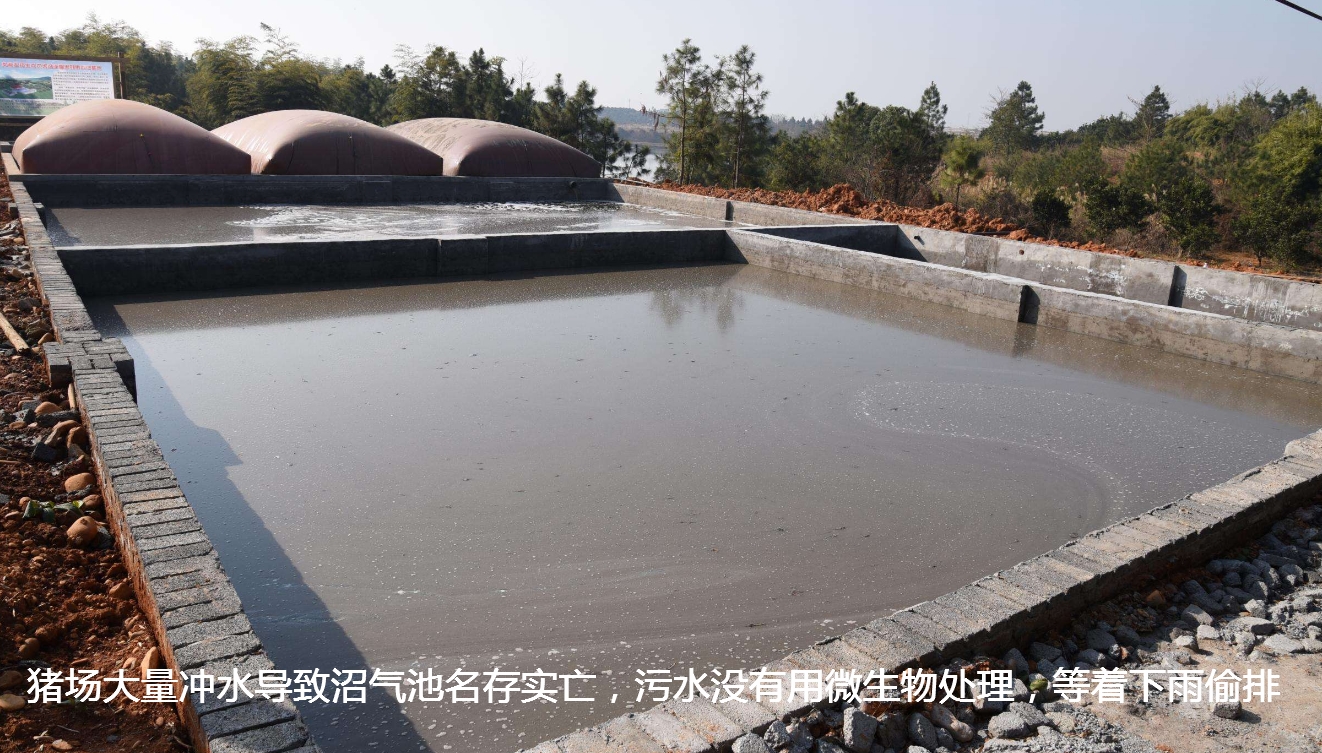 养猪场等着偷排污水.jpg