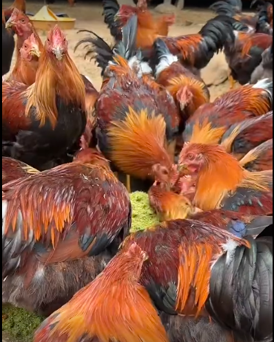 QQ浏览器截图20260929215804.png QQ浏览器截图20260929215804.png