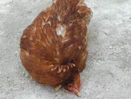 家禽诊断技术丨鸡场兽医如何快速判断鸡常见病？原来有鸡病图表！农业资讯-农信网